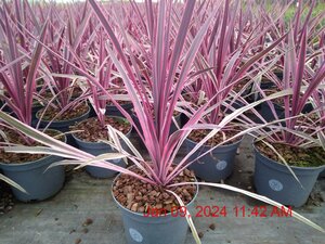 CORDYLINE Pink Passion