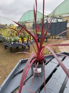 CORDYLINE Salsa