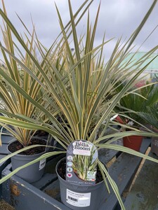 CORDYLINE Torbay Dazzler