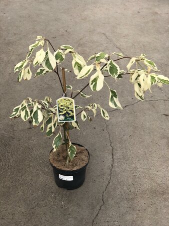 Cornus controversa 'Variegata' 40-50 CM