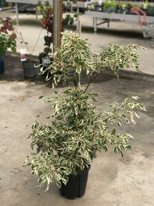 Cornus controversa 'Variegata' 9L 80-100cm