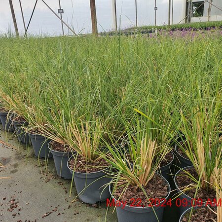 CORTADERIA sell. Pumila