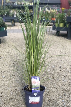 Cortaderia sell. Rose Plume