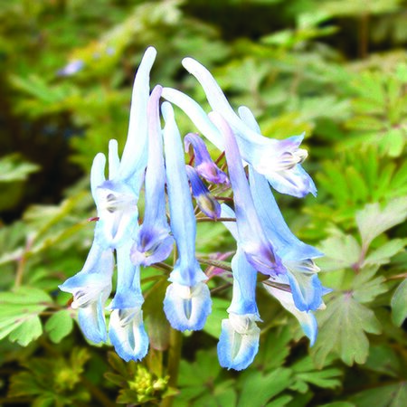 Corydalis 'Porcelain Blue'