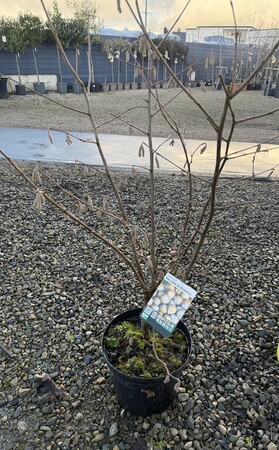 CORYLUS A. MERVEILLE DE BOLLWILLER