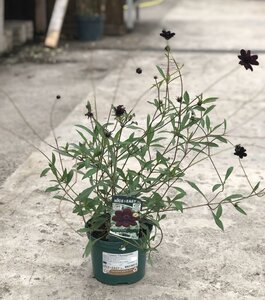 Cosmos 'Chocamocha'