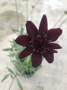 Cosmos 'Chocamocha' - image 1