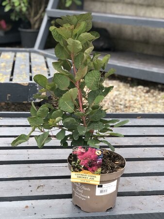 COTINUS C. SMOKEY JOE