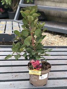 COTINUS C. SMOKEY JOE