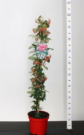 Cotoneaster lacteus - 60-80 CM C3