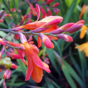 CROCOSMIA CROC. CARMIN BRILLIANT