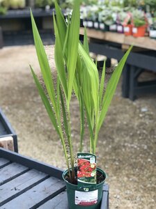 Crocosmia 'Lucifer'