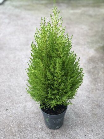 Cupressus macr. Goldcrest Wilma