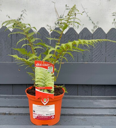 Cyathea australis