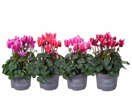 Cyclamen 'Fantasia'® mix