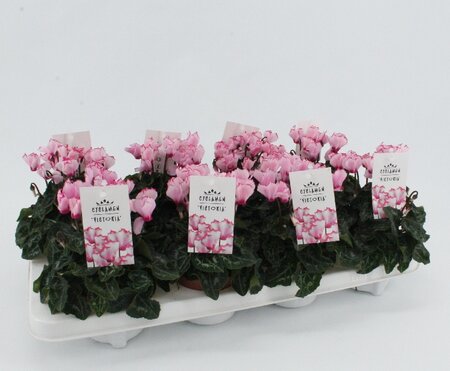 Cyclamen Metis® 'Victoria' pink