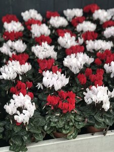 Cyclamen mini red or white