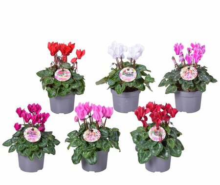 Cyclamen patio mix