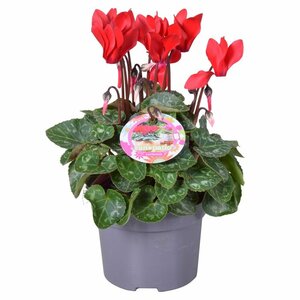 Cyclamen patio - red