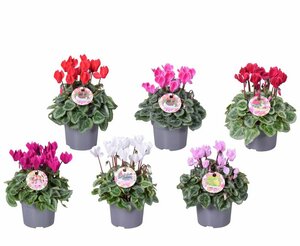 Cyclamen patio silverleaf mix