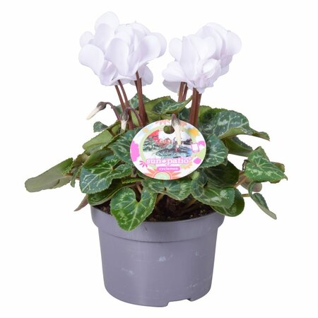 Cyclamen patio - white