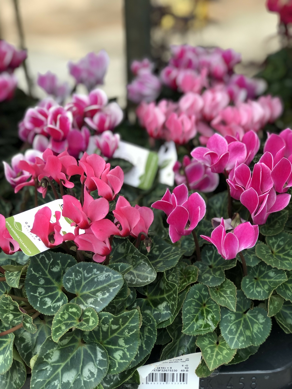 Cyclamen sup.serie garden mix - D and M Garden Centre