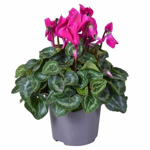 Cyclamen (Super Serie) purple