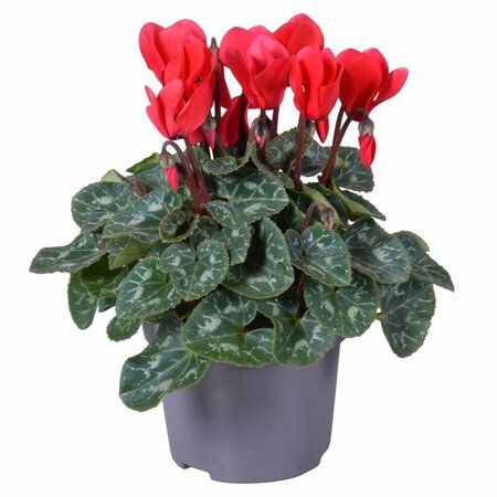 Cyclamen (Super Serie) red