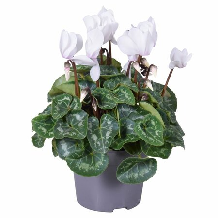 Cyclamen (Super Serie) white