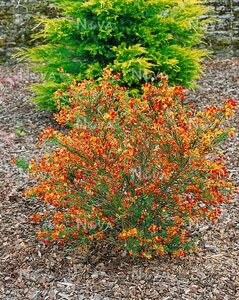 Cytisus 'Lena'  , square