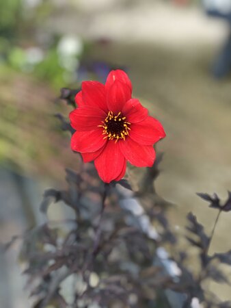 Dahlia 'Bishop of Llandaff' - image 1