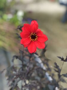 Dahlia 'Bishop of Llandaff' - image 1