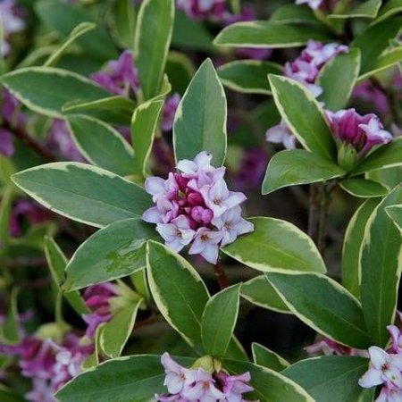 DAPHNE ODORA AUREO MARGINATA