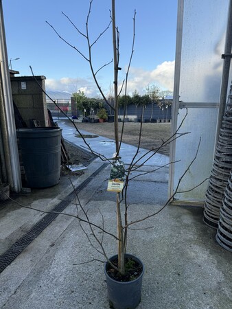 Davidia Involucrata