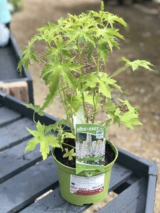 Delphinium Magic Fountain White