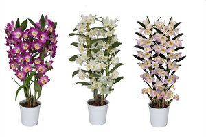 Dendrobium nobile mix