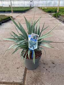 Dianella blue stream