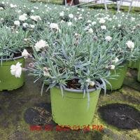 DIANTHUS Arctic Star