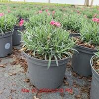 DIANTHUS Cherry Burst