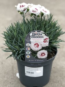 DIANTHUS Coconut Sundae