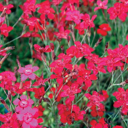 Dianthus delt.'Leuchtfunk'