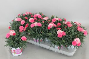 Dianthus 'I Love U'