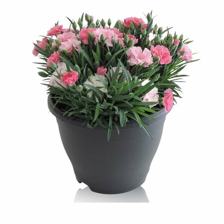 Dianthus 'I Love U' P19