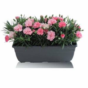 Dianthus 'I Love U' Window box