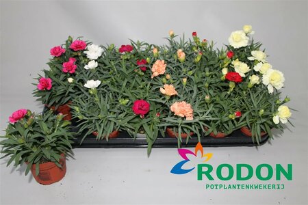 Dianthus mix