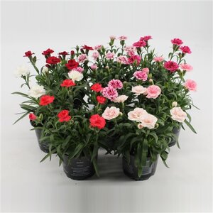 Dianthus oscar mixed