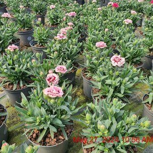 DIANTHUS Oscar Pink