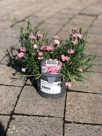 DIANTHUS Peach Party