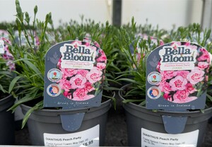 DIANTHUS Peach Party