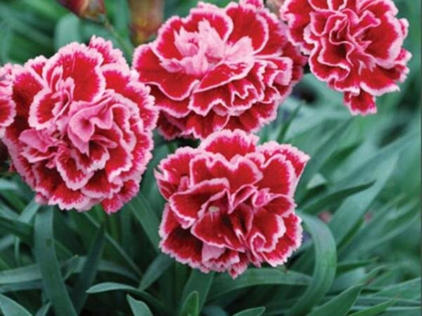 Dianthus 'Sugar Plum' ® - D and M Garden Centre